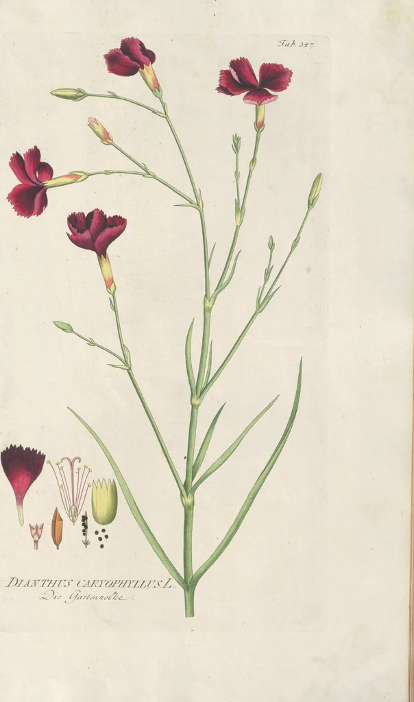 An illustration from (Centuria IV.), 1791, leaf 197