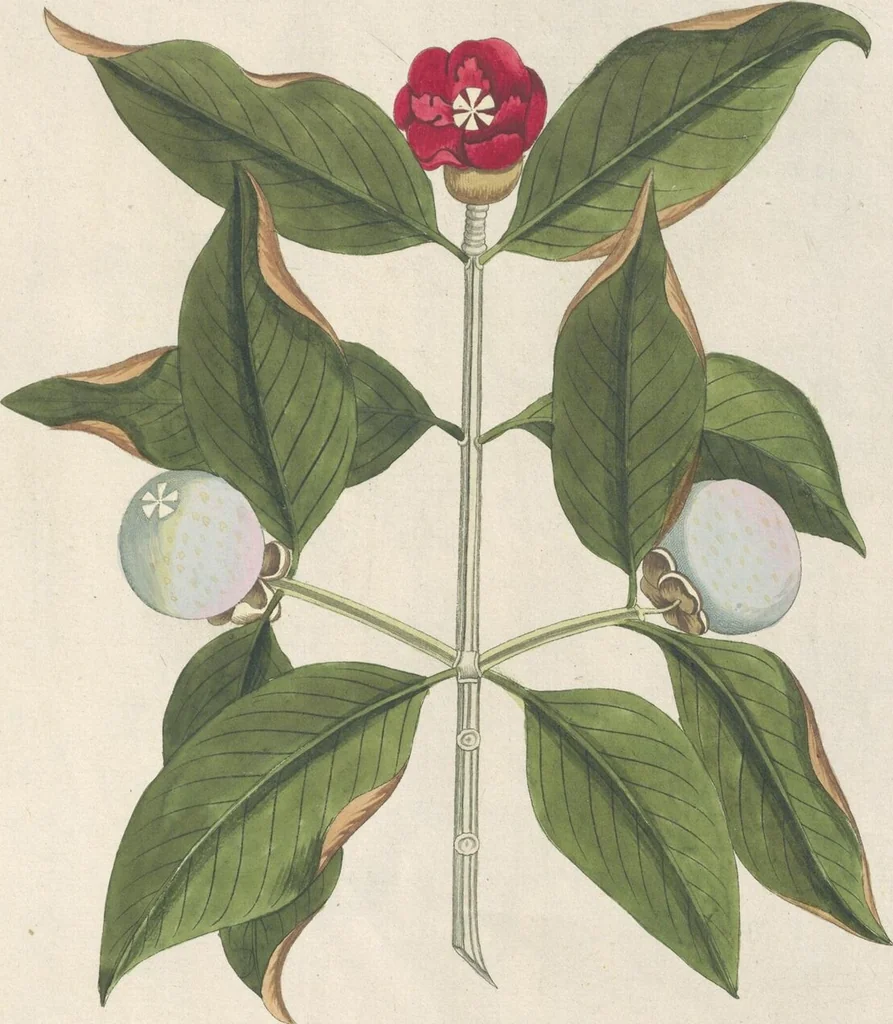 An illustration from (Centuria IV.), 1791, leaf 225