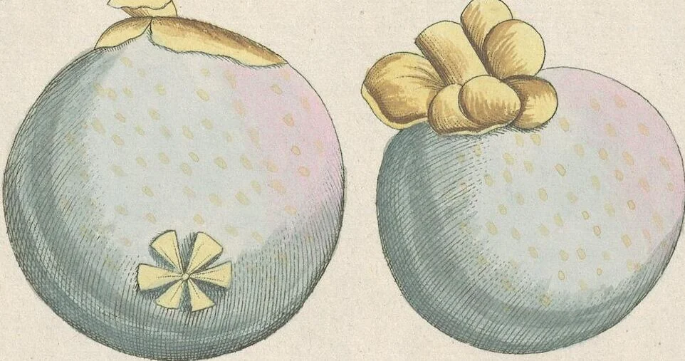 An illustration from (Centuria IV.), 1791, leaf 225