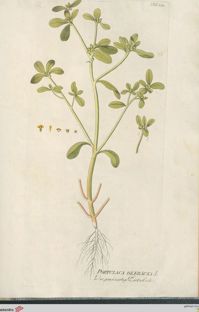 An illustration from (Centuria IV.), 1791, leaf 227