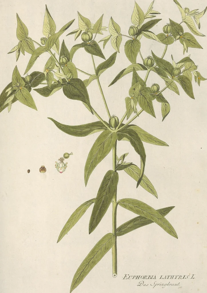An illustration from (Centuria IV.), 1791, leaf 237
