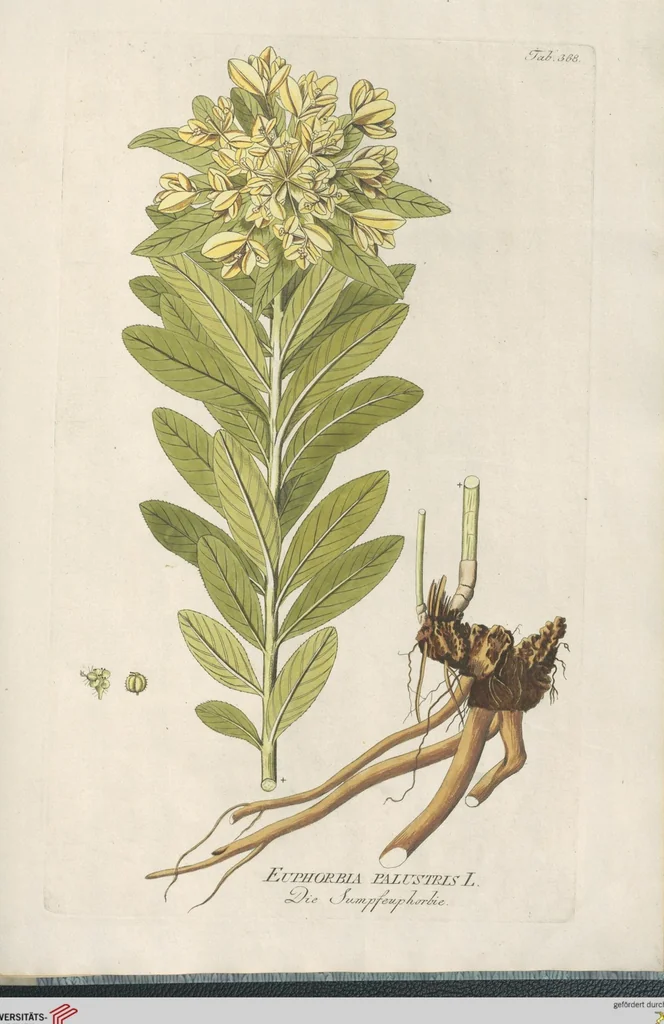 An illustration from (Centuria IV.), 1791, leaf 241