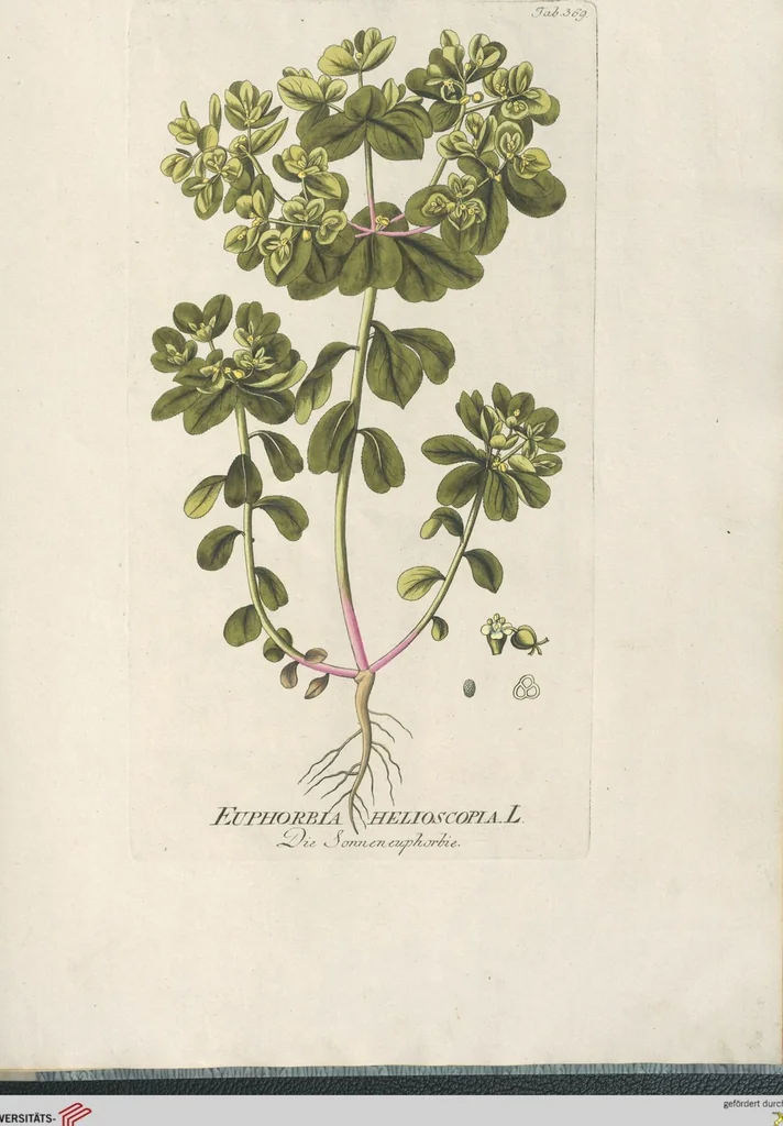 An illustration from (Centuria IV.), 1791, leaf 243