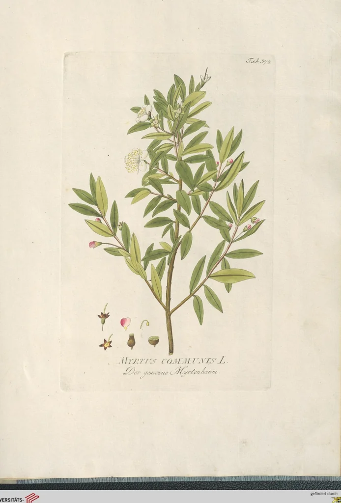 An illustration from (Centuria IV.), 1791, leaf 253