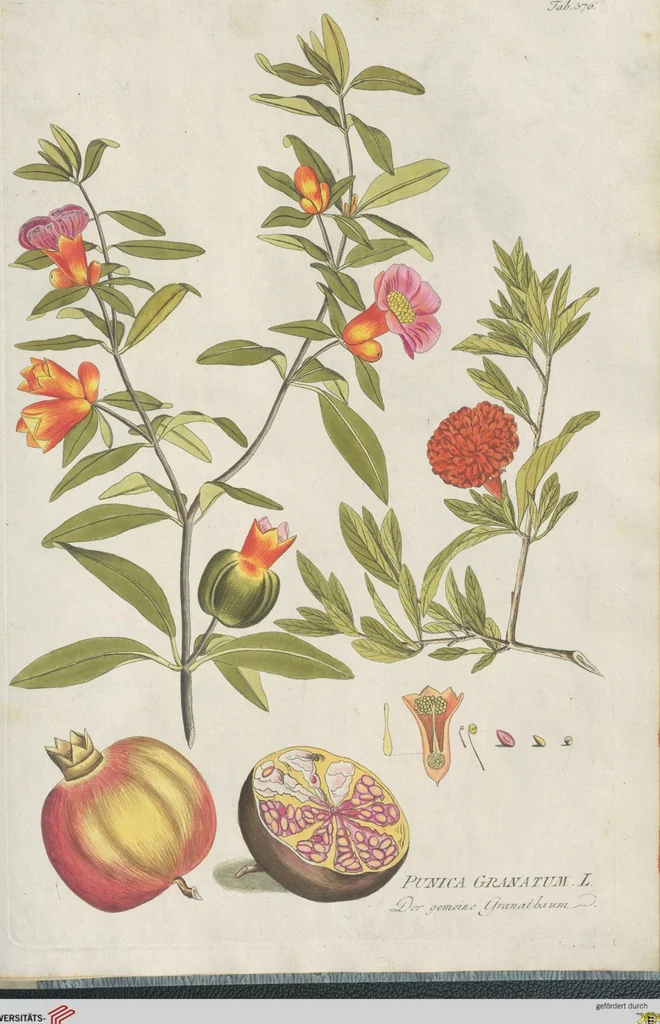 An illustration from (Centuria IV.), 1791, leaf 259