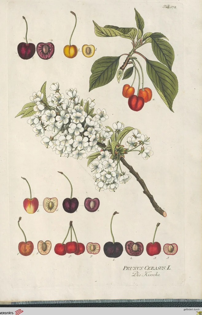 An illustration from (Centuria IV.), 1791, leaf 263
