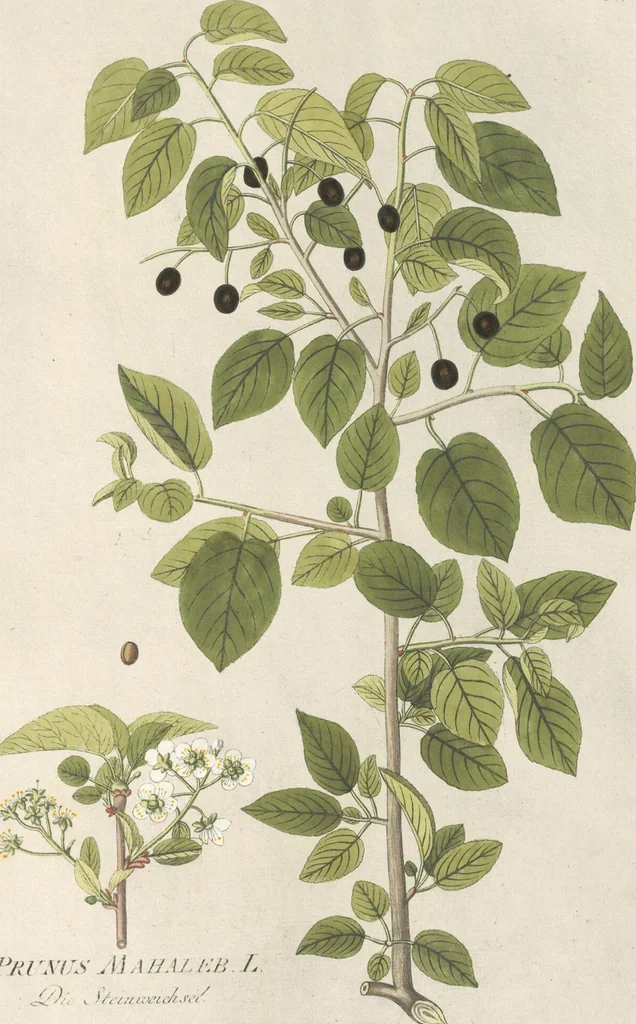 An illustration from (Centuria IV.), 1791, leaf 271