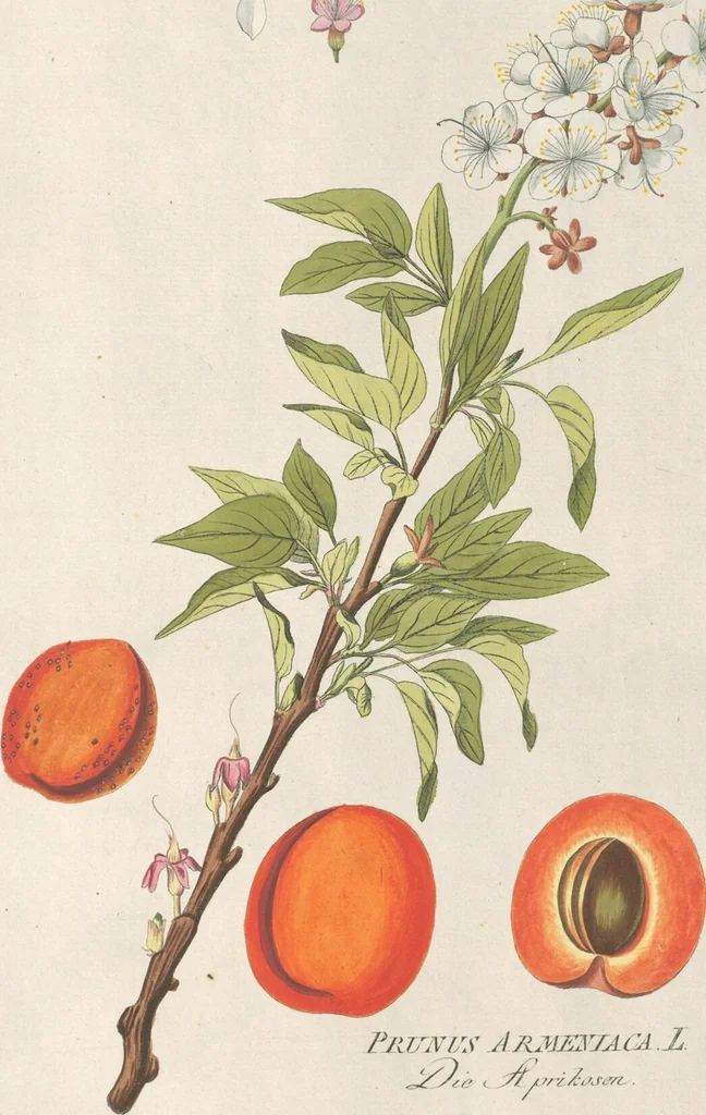An illustration from (Centuria IV.), 1791, leaf 275