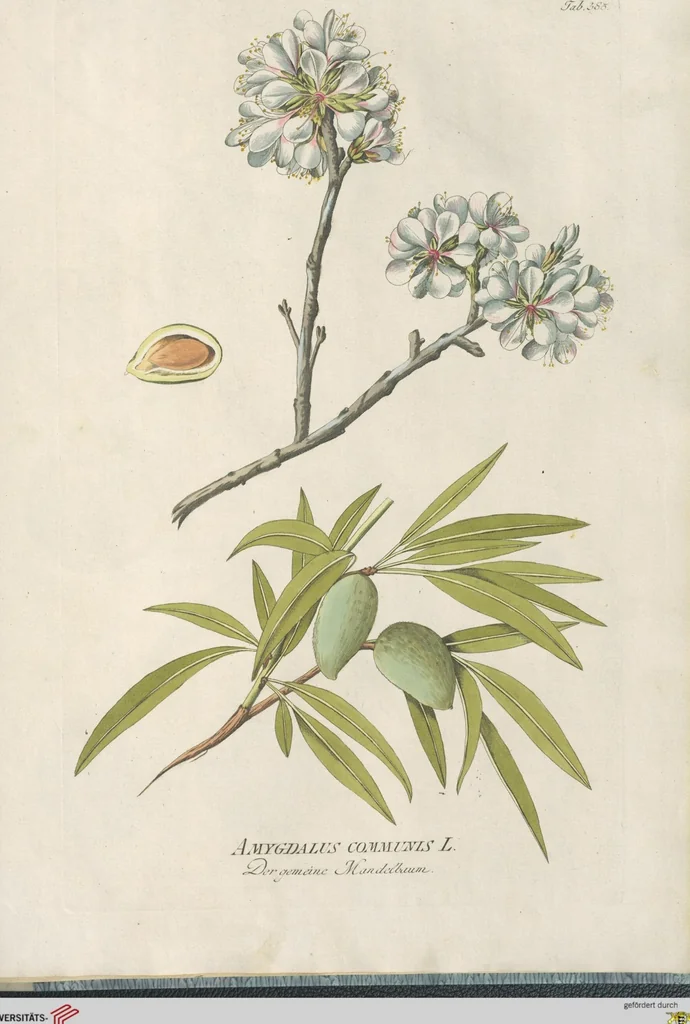An illustration from (Centuria IV.), 1791, leaf 277