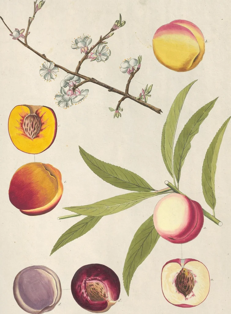 An illustration from (Centuria IV.), 1791, leaf 279