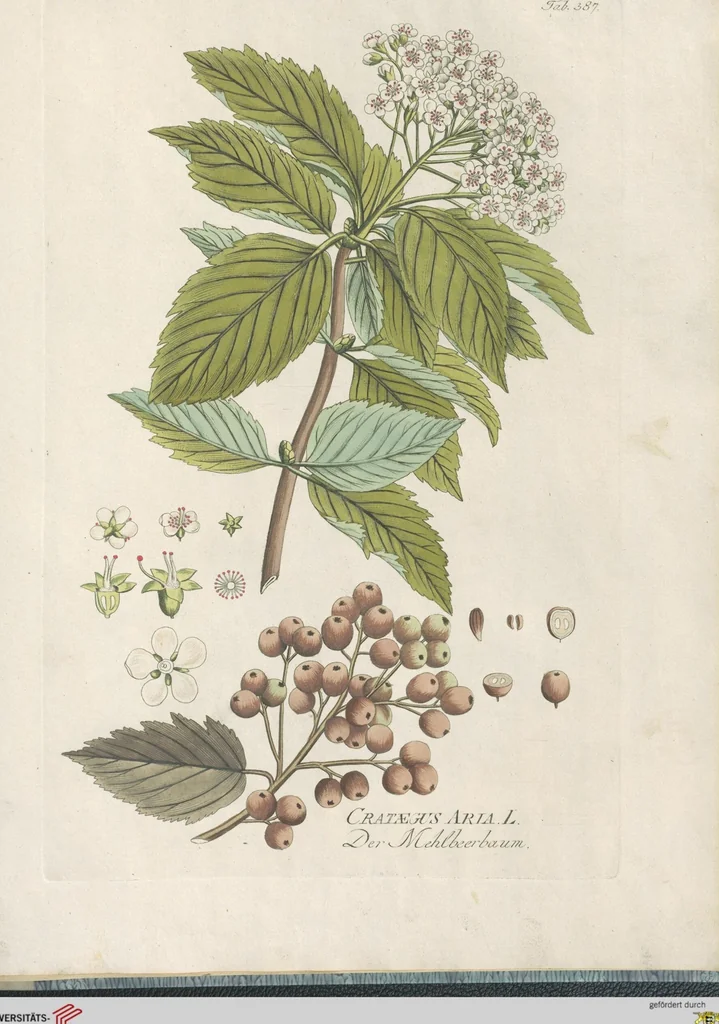An illustration from (Centuria IV.), 1791, leaf 281