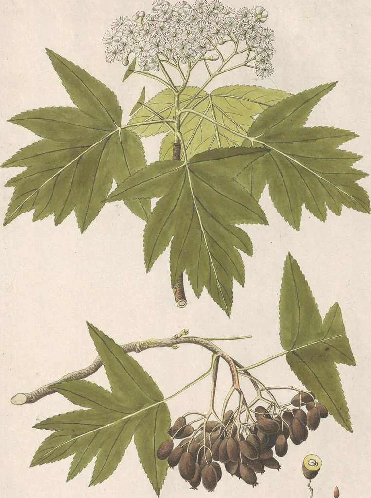 An illustration from (Centuria IV.), 1791, leaf 283