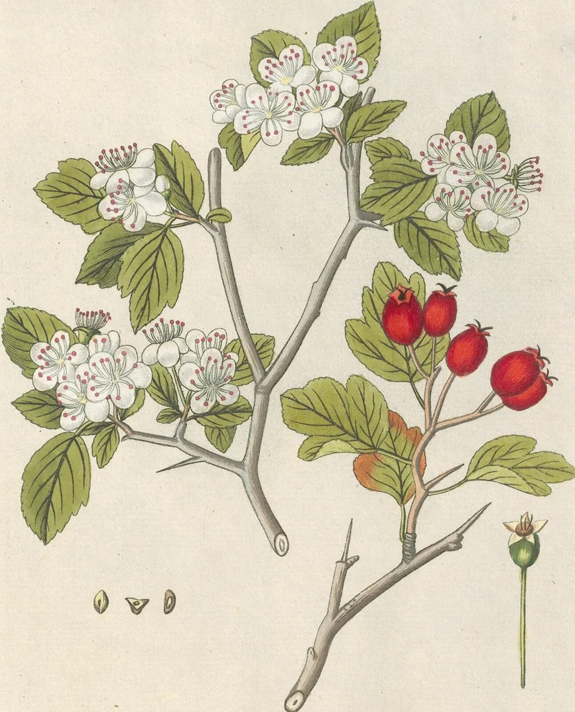 An illustration from (Centuria IV.), 1791, leaf 285