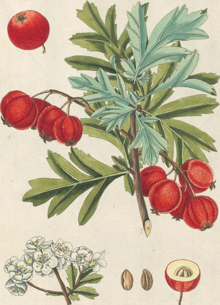 An illustration from (Centuria IV.), 1791, leaf 287