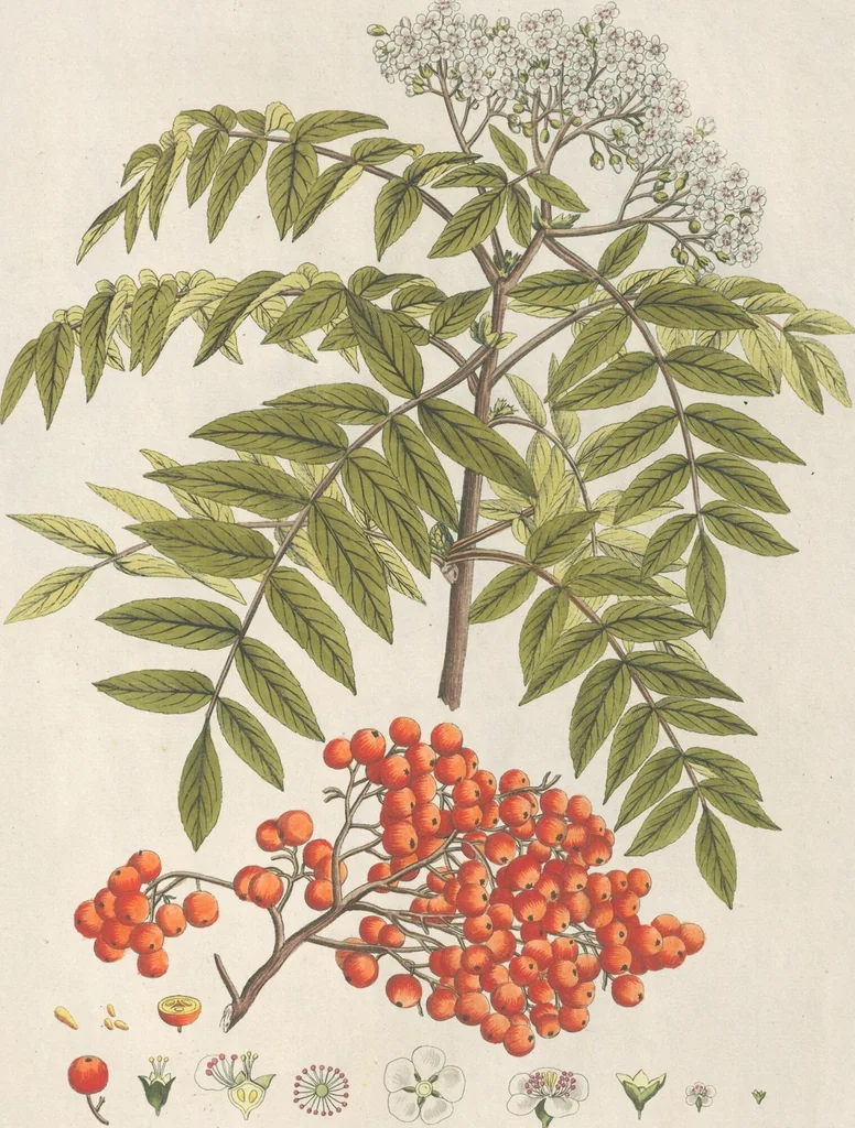 An illustration from (Centuria IV.), 1791, leaf 291