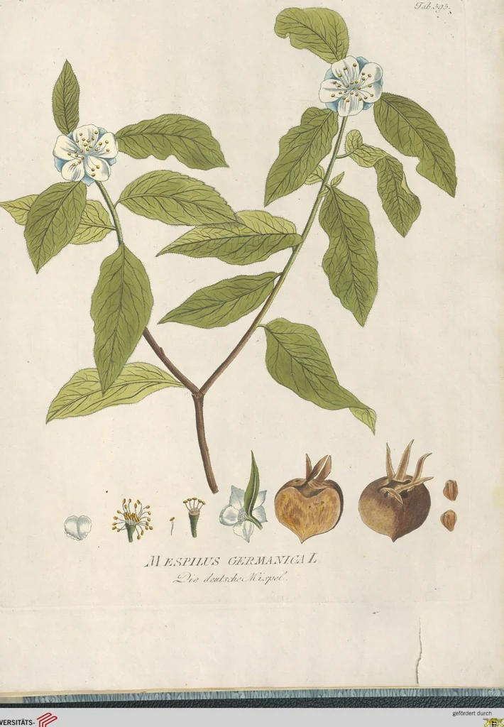 An illustration from (Centuria IV.), 1791, leaf 293
