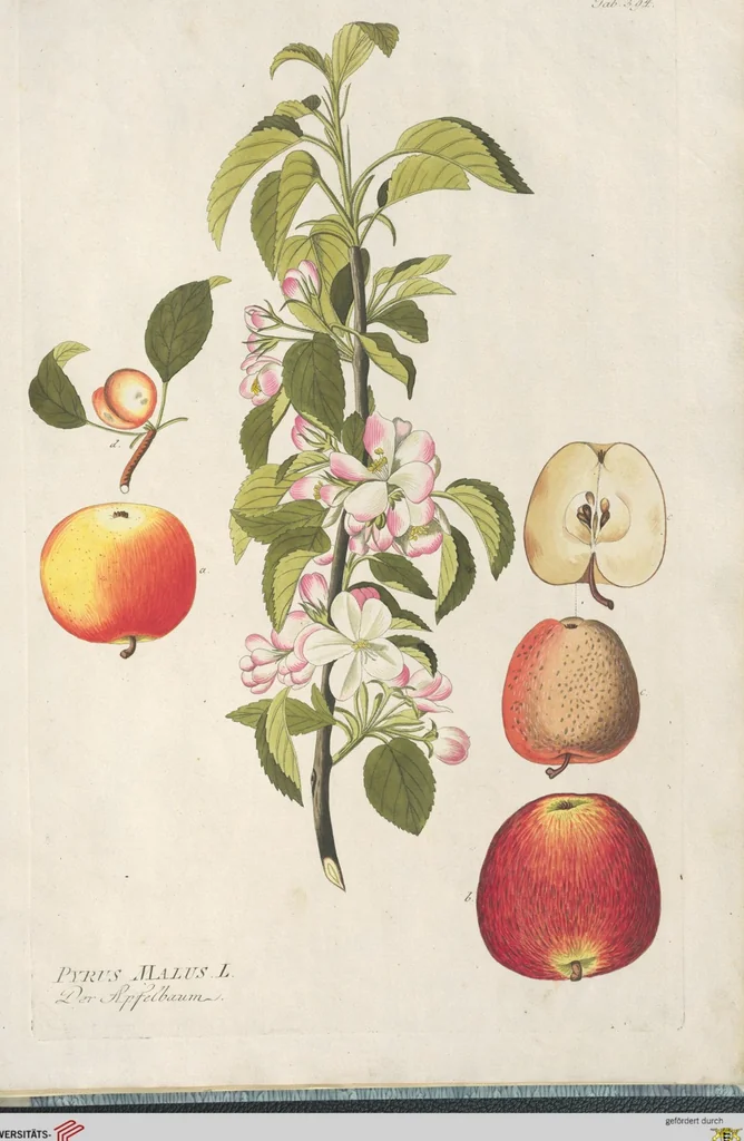 An illustration from (Centuria IV.), 1791, leaf 295