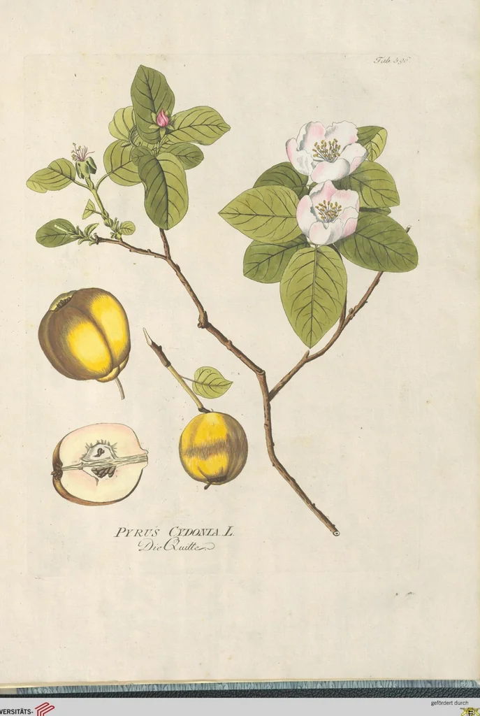 An illustration from (Centuria IV.), 1791, leaf 299