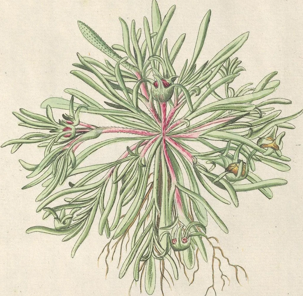 An illustration from (Centuria IV.), 1791, leaf 303