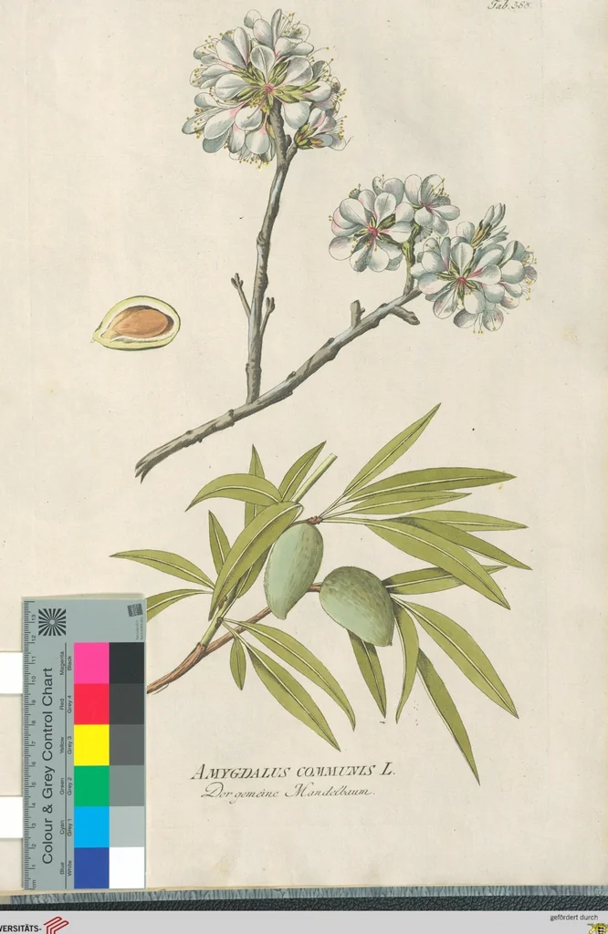 An illustration from (Centuria IV.), 1791, leaf 313
