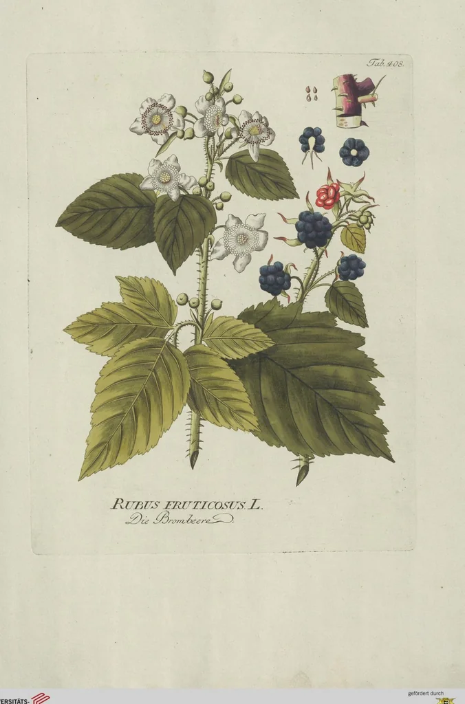 An illustration from (Centuria V.), 1792, leaf 100
