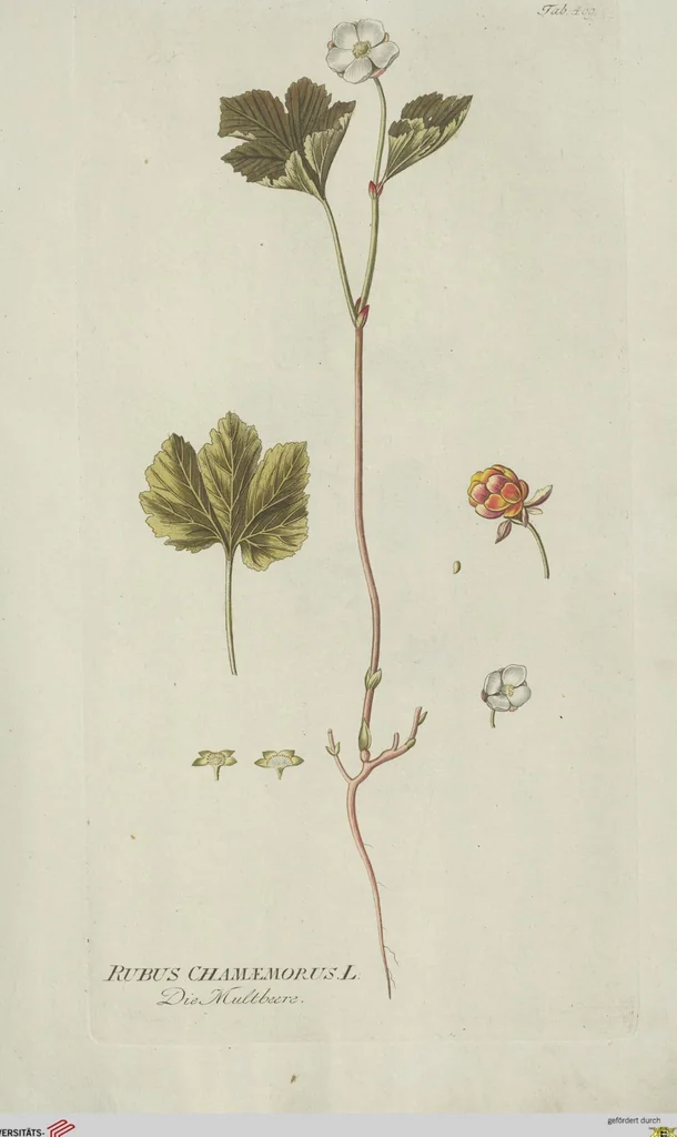 An illustration from (Centuria V.), 1792, leaf 101