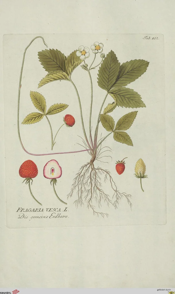 An illustration from (Centuria V.), 1792, leaf 104