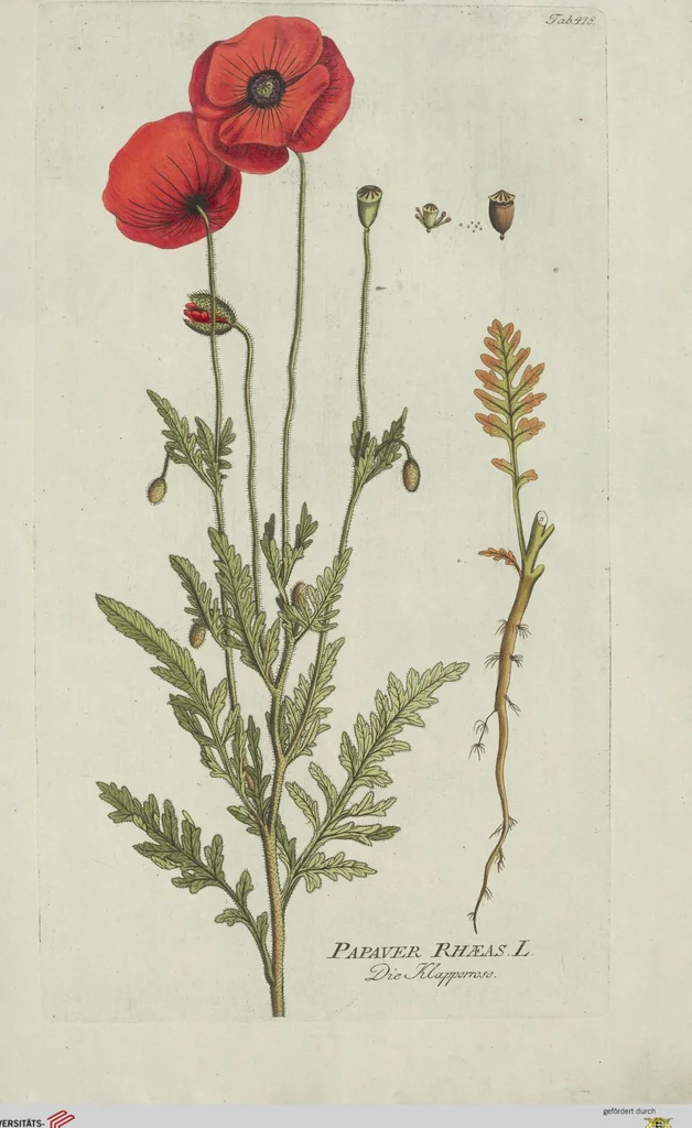 An illustration from (Centuria V.), 1792, leaf 110