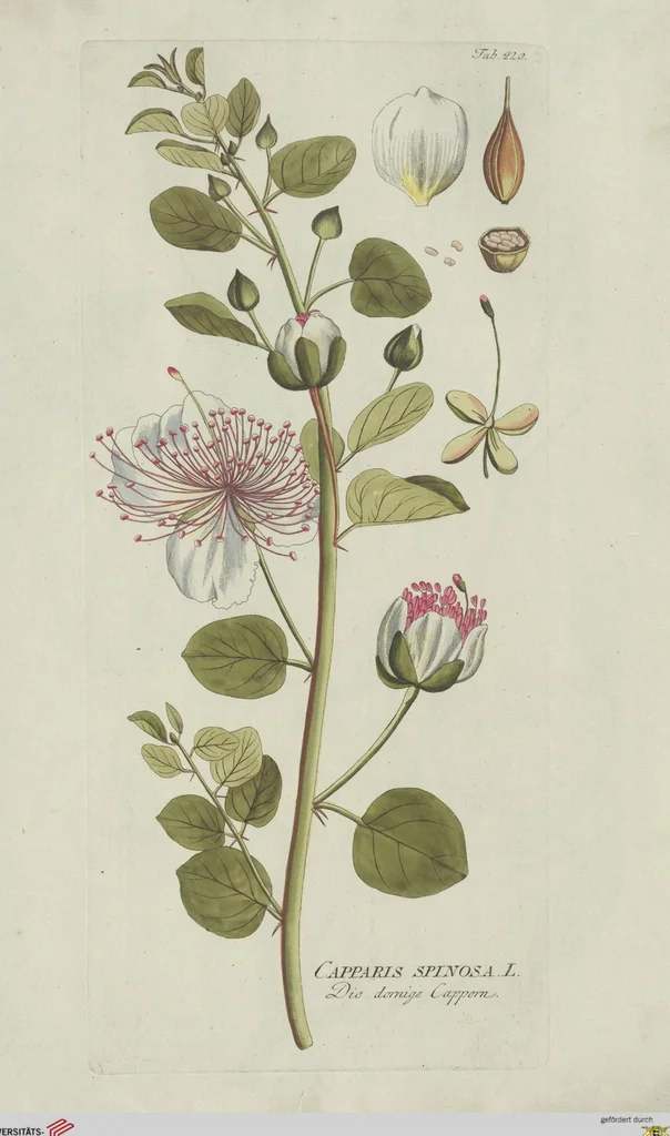 An illustration from (Centuria V.), 1792, leaf 112