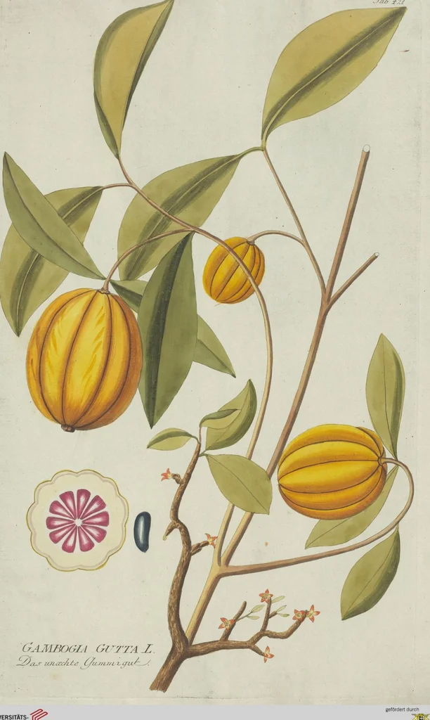 An illustration from (Centuria V.), 1792, leaf 113
