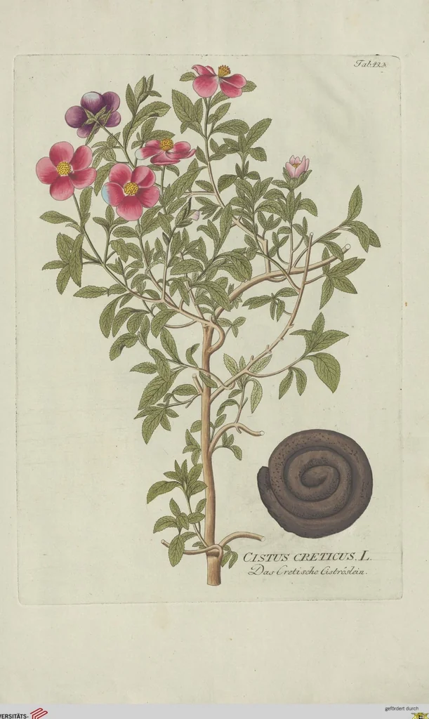 An illustration from (Centuria V.), 1792, leaf 115