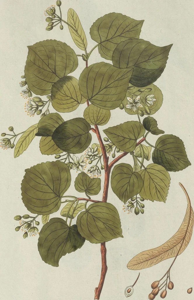An illustration from (Centuria V.), 1792, leaf 116