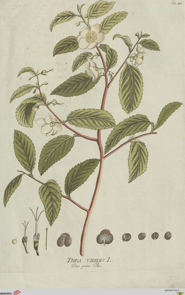 An illustration from (Centuria V.), 1792, leaf 120