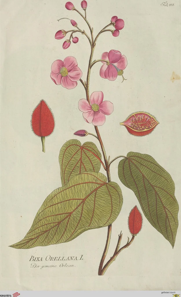 An illustration from (Centuria V.), 1792, leaf 122