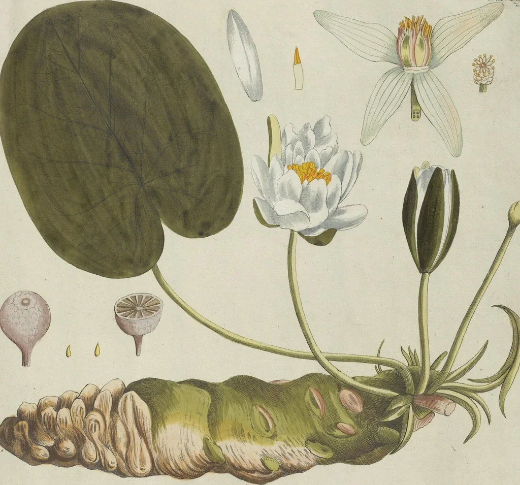 An illustration from (Centuria V.), 1792, leaf 123