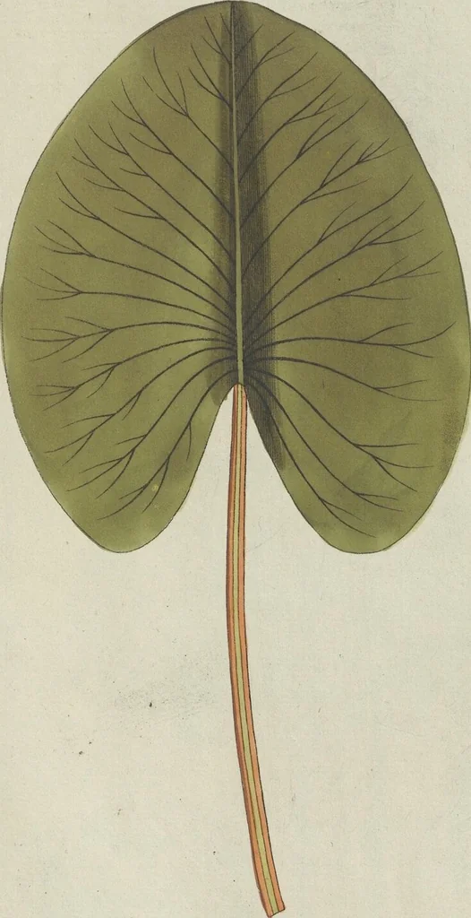 An illustration from (Centuria V.), 1792, leaf 124