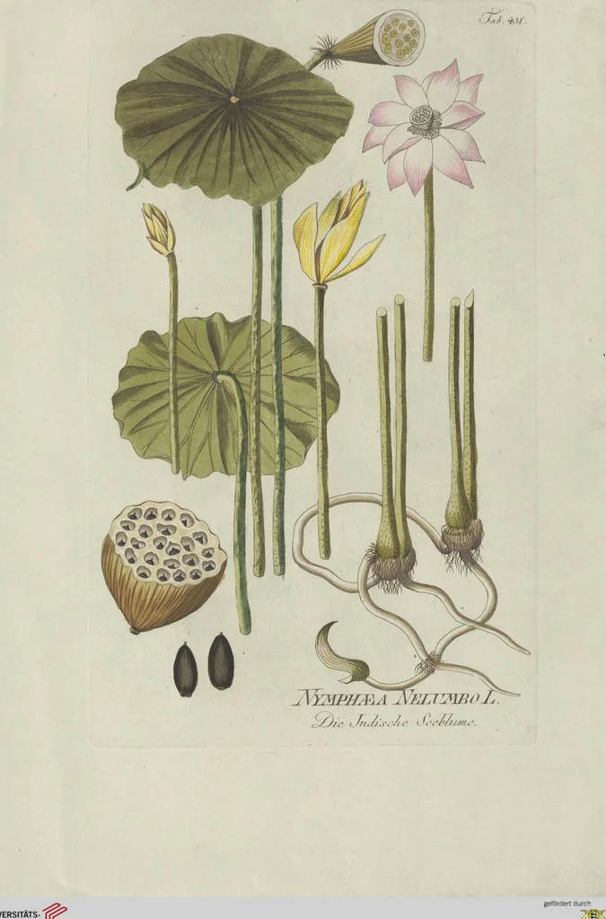 An illustration from (Centuria V.), 1792, leaf 125
