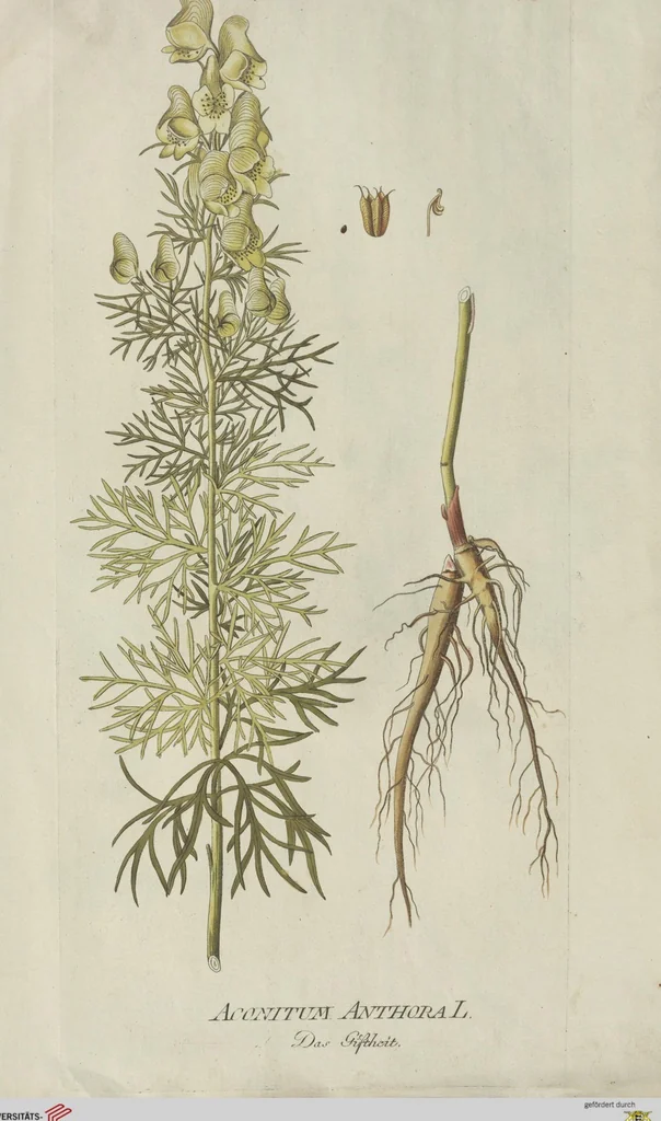 An illustration from (Centuria V.), 1792, leaf 130