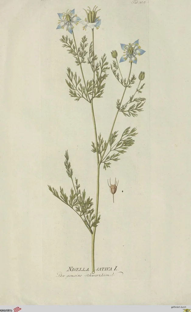 An illustration from (Centuria V.), 1792, leaf 132