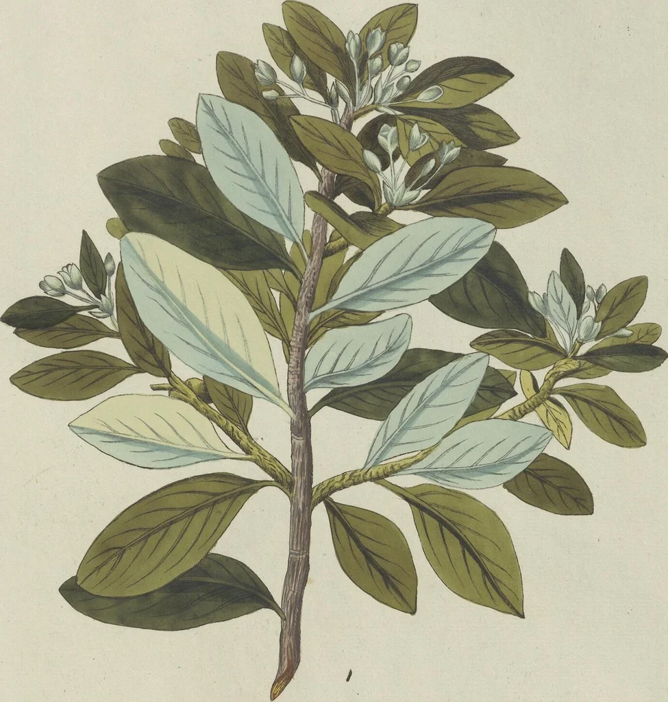 An illustration from (Centuria V.), 1792, leaf 133