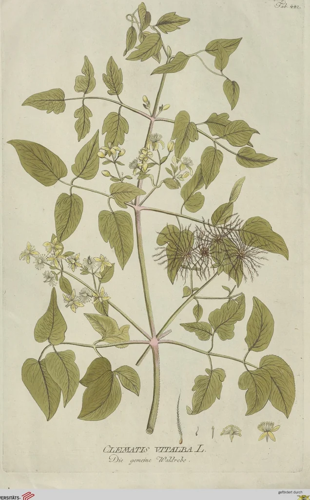 An illustration from (Centuria V.), 1792, leaf 136