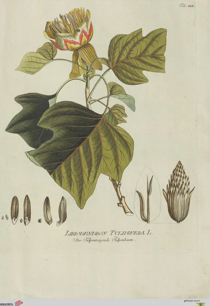 An illustration from (Centuria V.), 1792, leaf 138
