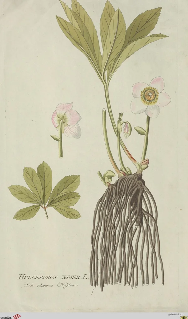 An illustration from (Centuria V.), 1792, leaf 140