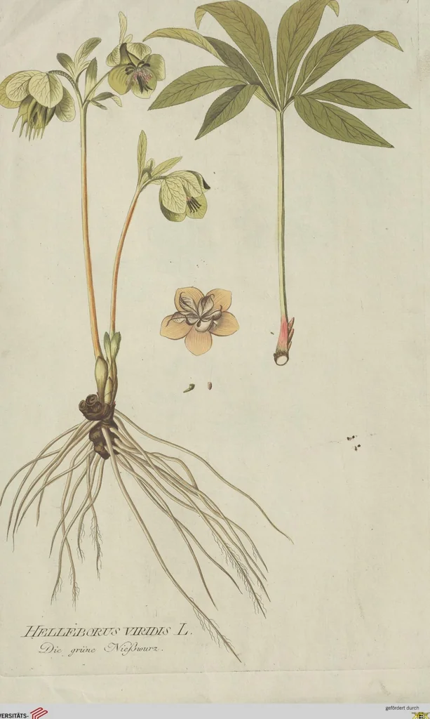An illustration from (Centuria V.), 1792, leaf 141