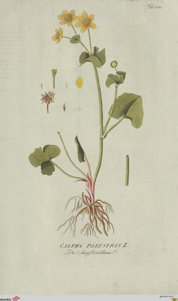 An illustration from (Centuria V.), 1792, leaf 147