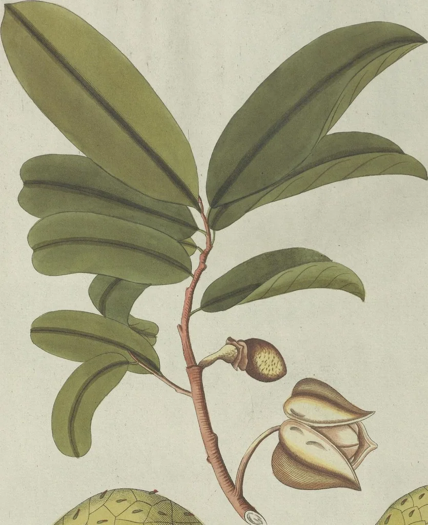 An illustration from (Centuria V.), 1792, leaf 157
