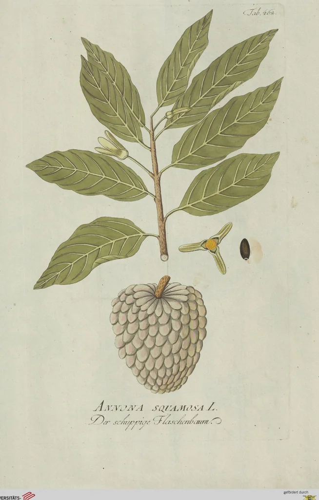 An illustration from (Centuria V.), 1792, leaf 158