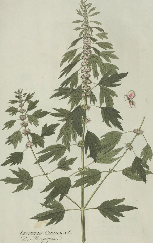 An illustration from (Centuria V.), 1792, leaf 159