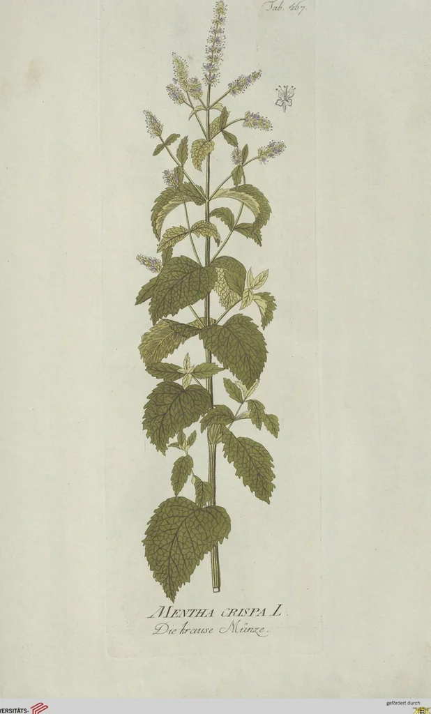 An illustration from (Centuria V.), 1792, leaf 163