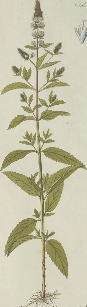 An illustration from (Centuria V.), 1792, leaf 164